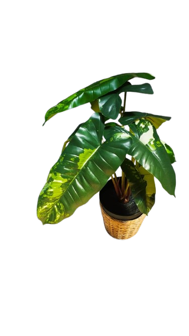 Fausse plante - Philodendron commun