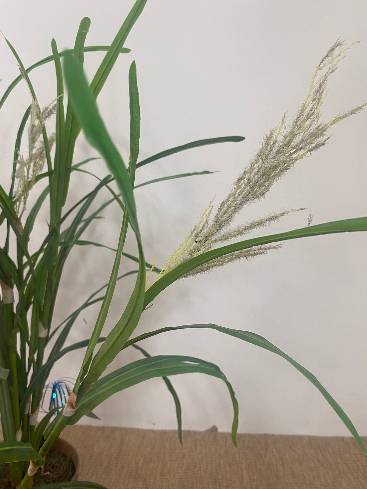 Plante - Plastique - pot