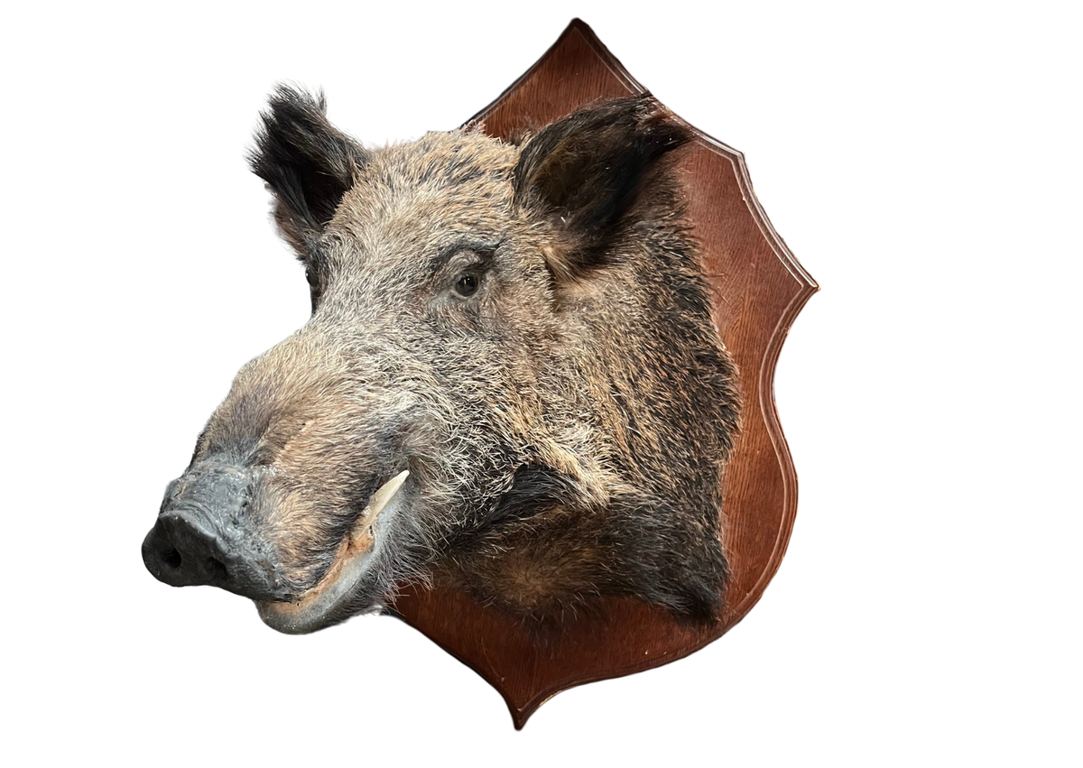 Sanglier