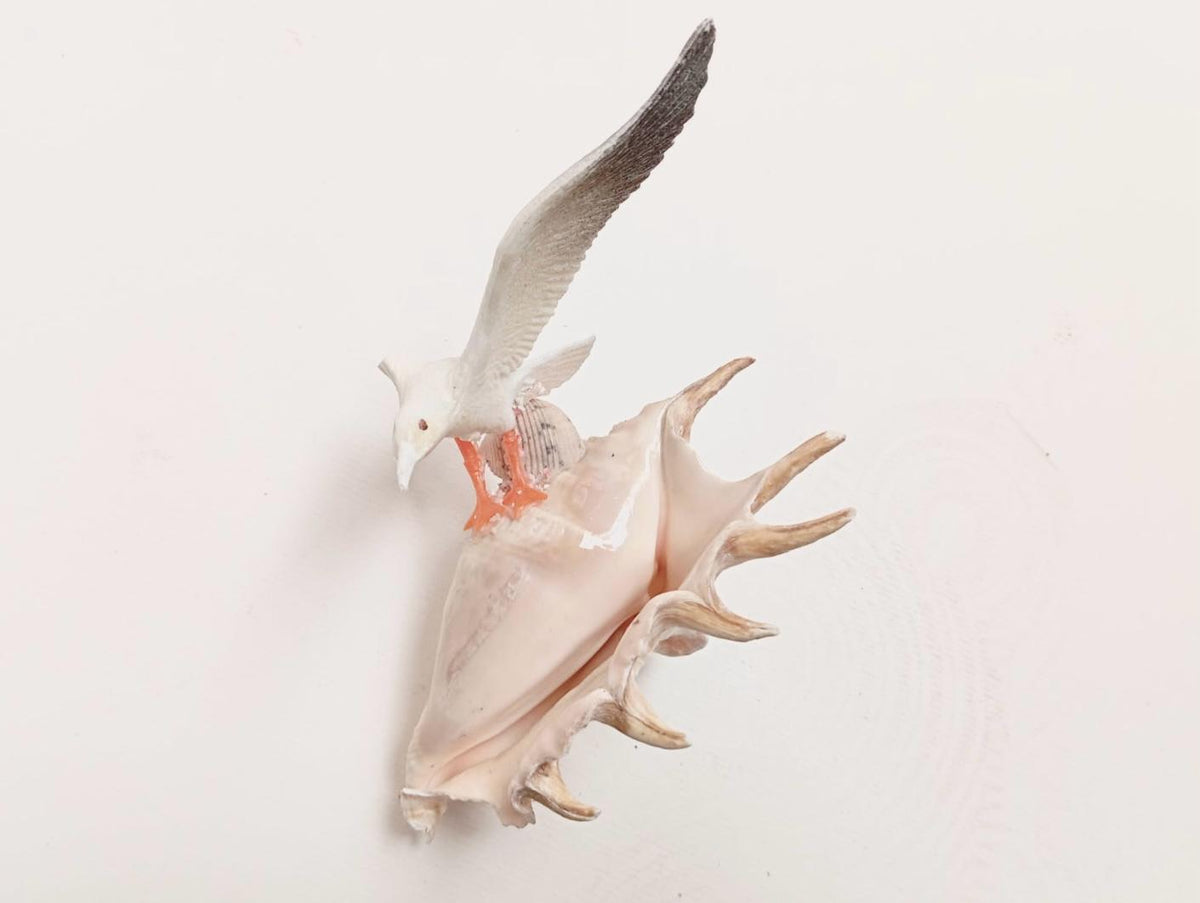 Coquillage