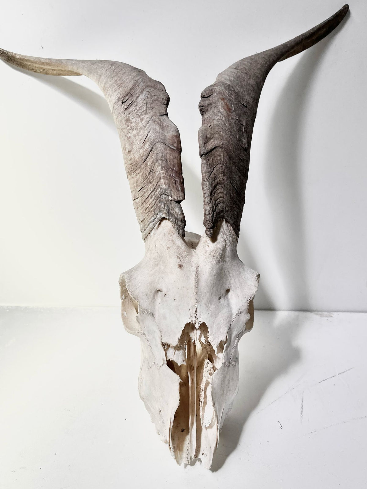 Tête d'animaux