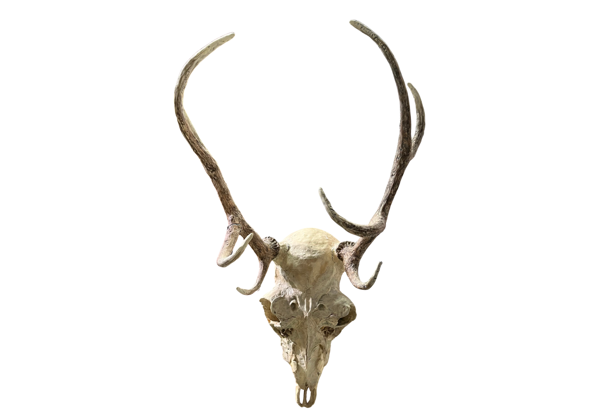 Crâne de cerf