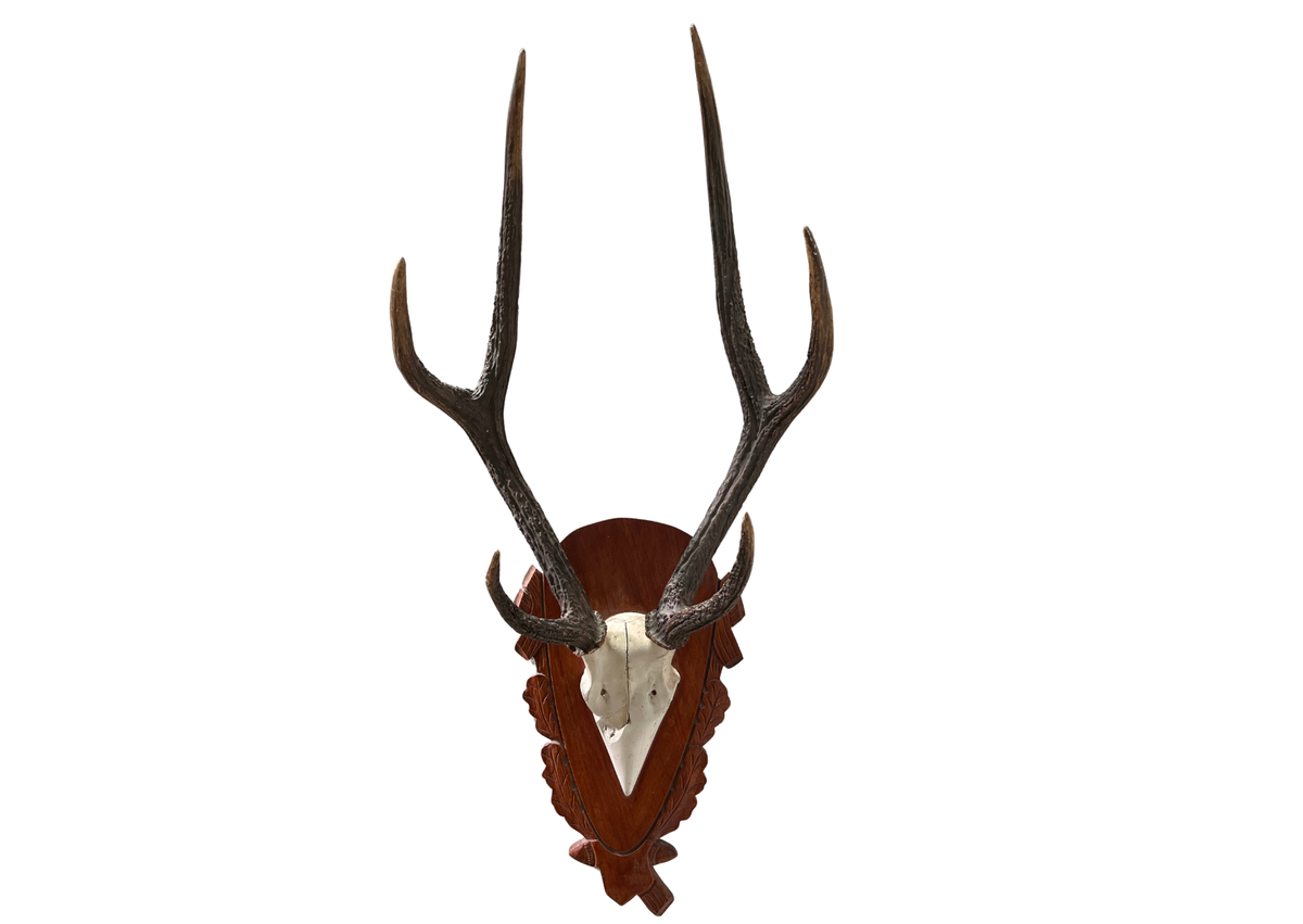 Bois de cerf
