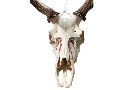 Crâne de cerf