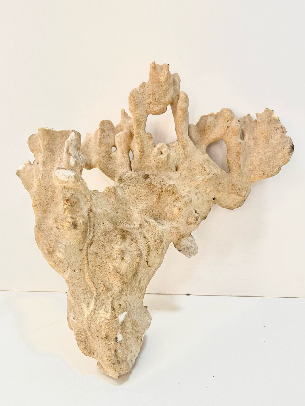 Corail/ algues