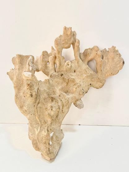 Corail/ algues