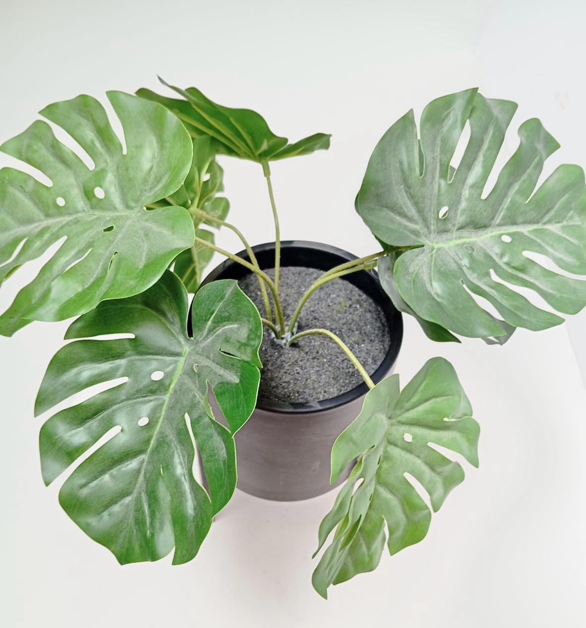 Fausses plantes