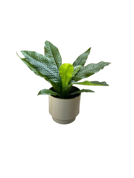 Fausse plante - Fougère crocodile