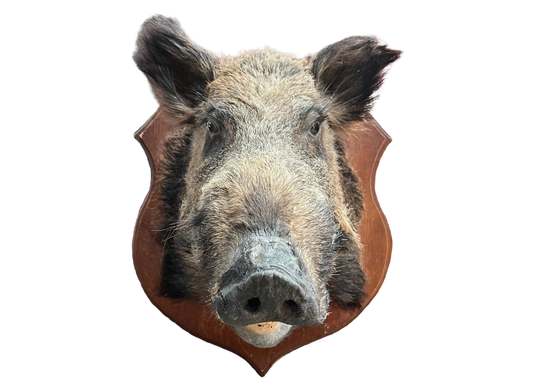 Sanglier