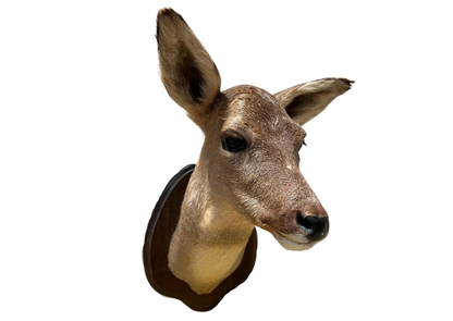 Biche