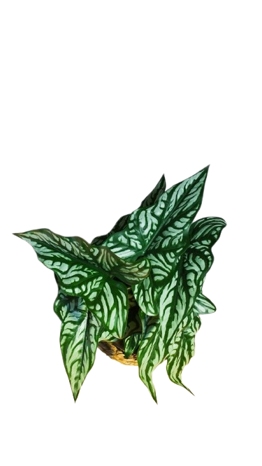 Fausse plante - Caladium