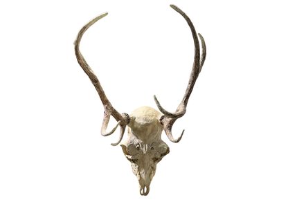 Crâne de cerf