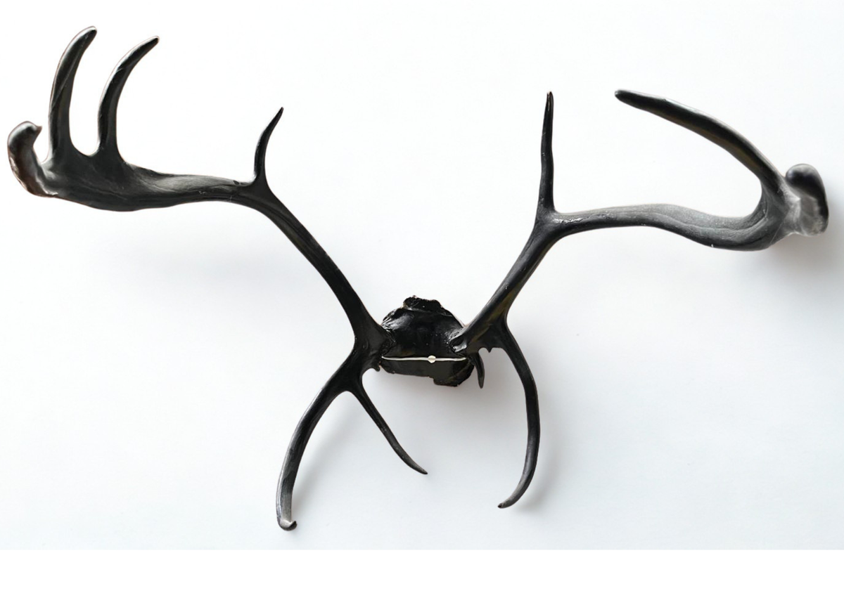 Bois de cerf