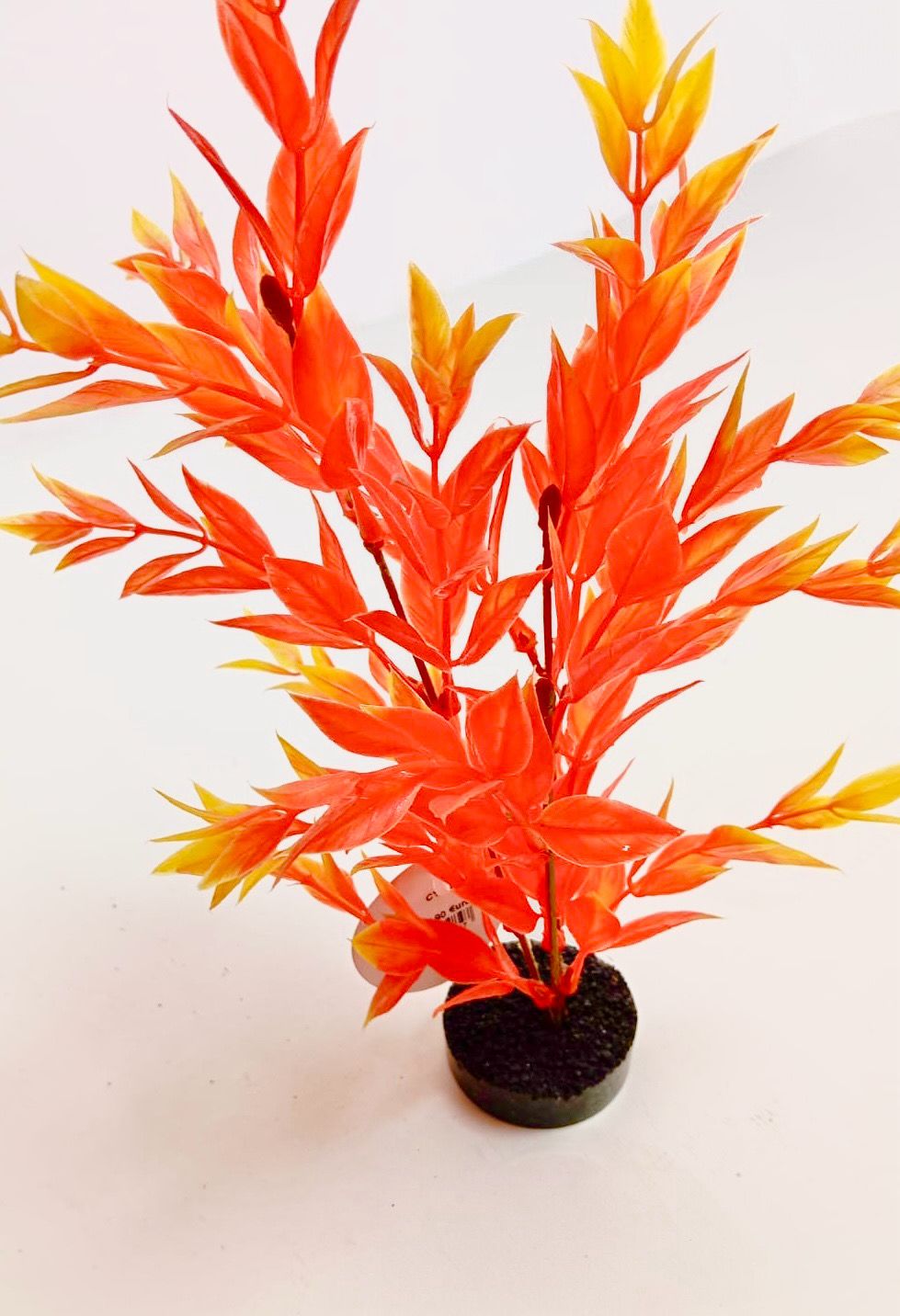 Corail/ algues