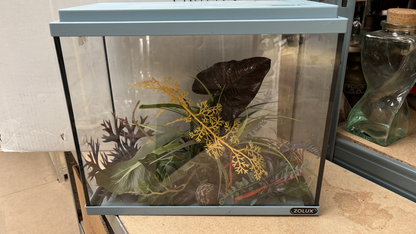 Aquarium à couvercle vert d'eau avec accessoires