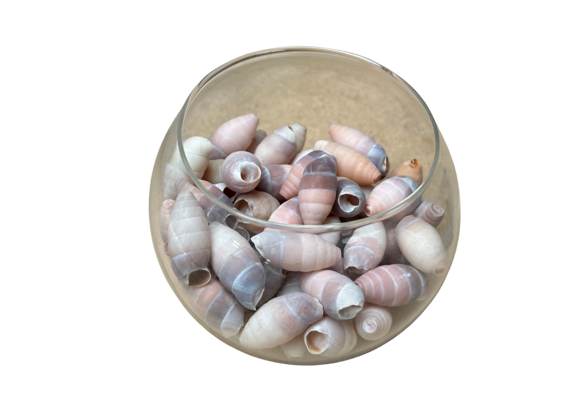 Bocal rond en verre rempli de coquillages