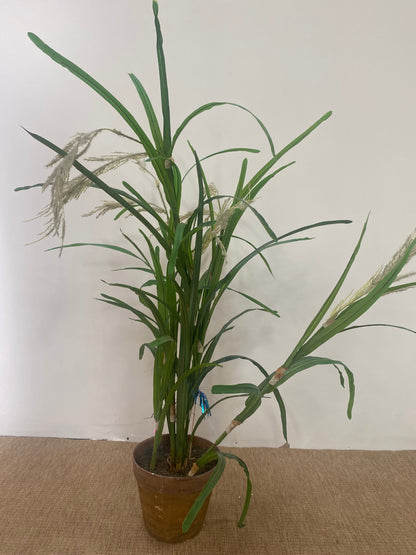 Plante - Plastique - pot