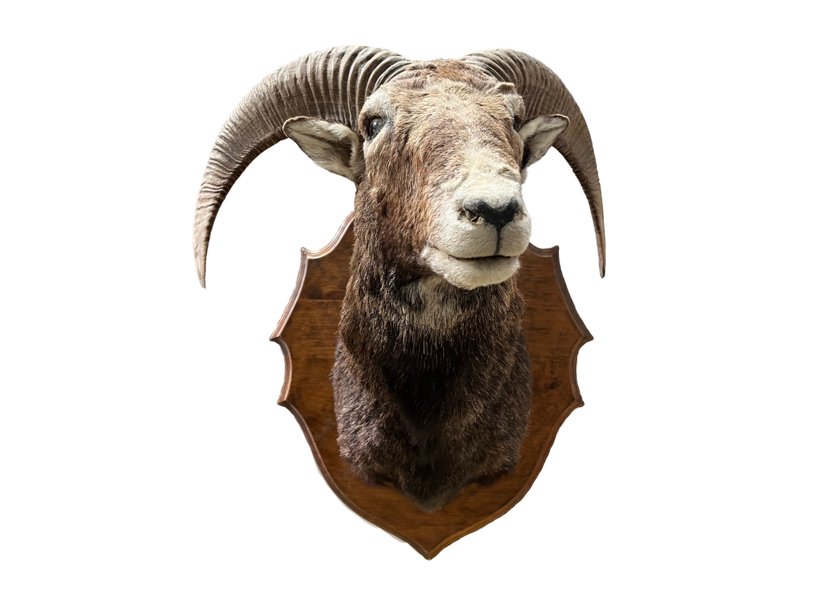 Mouflon