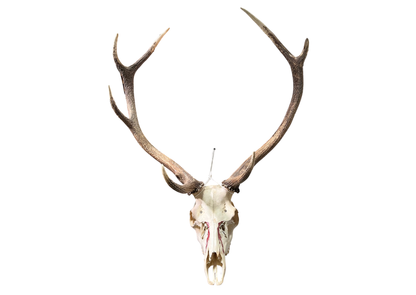Crâne de cerf