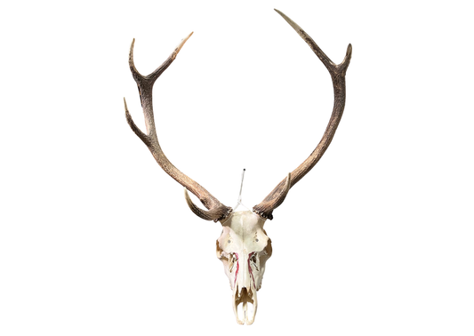 Crâne de cerf