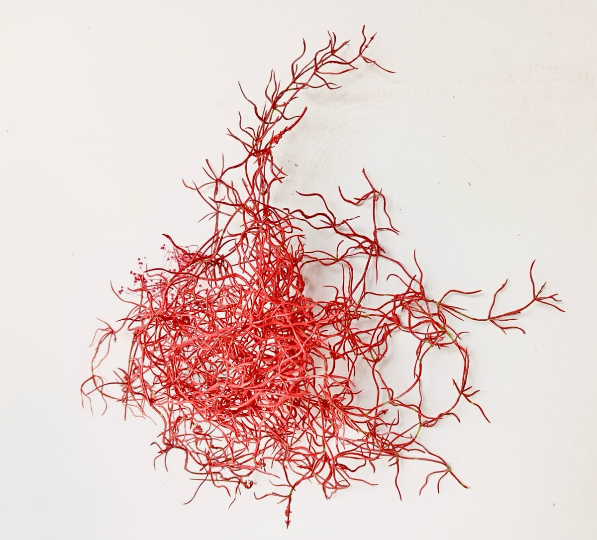 Corail/ algues
