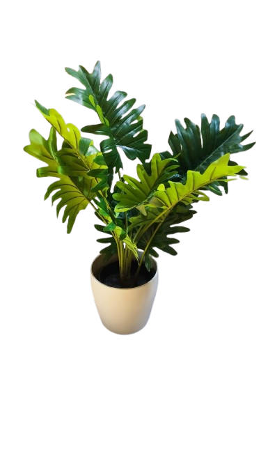 Fausse plante - Philodedron