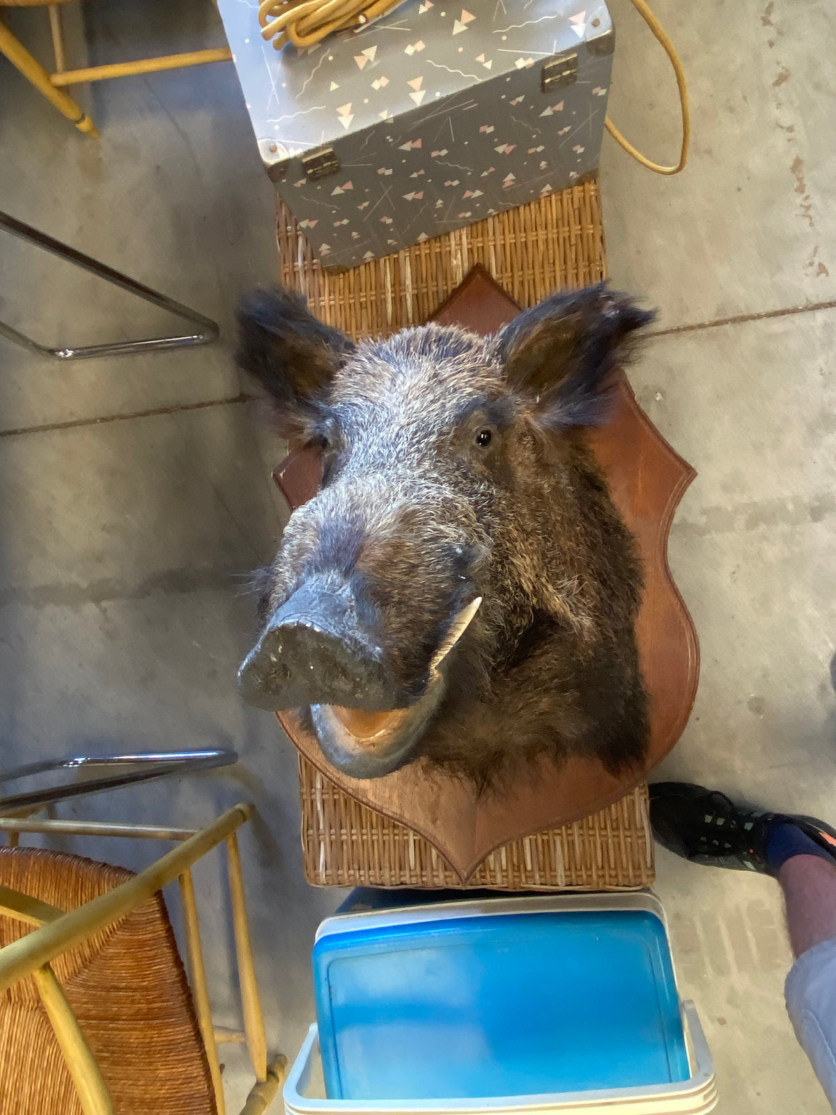 Tête de Sanglier taxidermisé #2