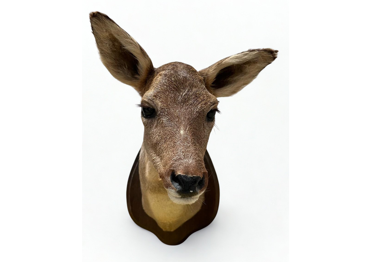 Biche
