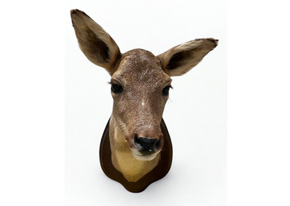 Biche