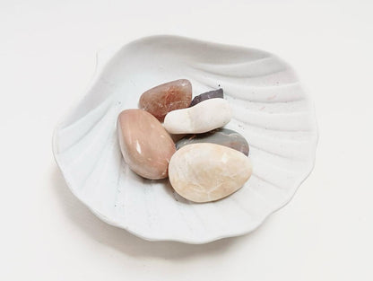 Coquillage