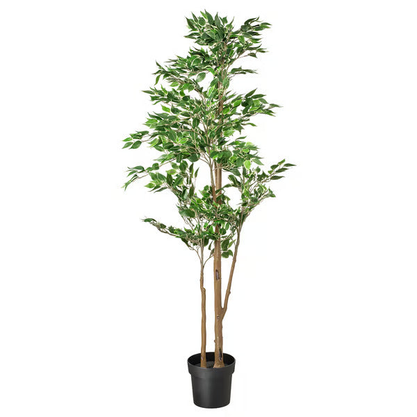 Fausse plante - Ficus