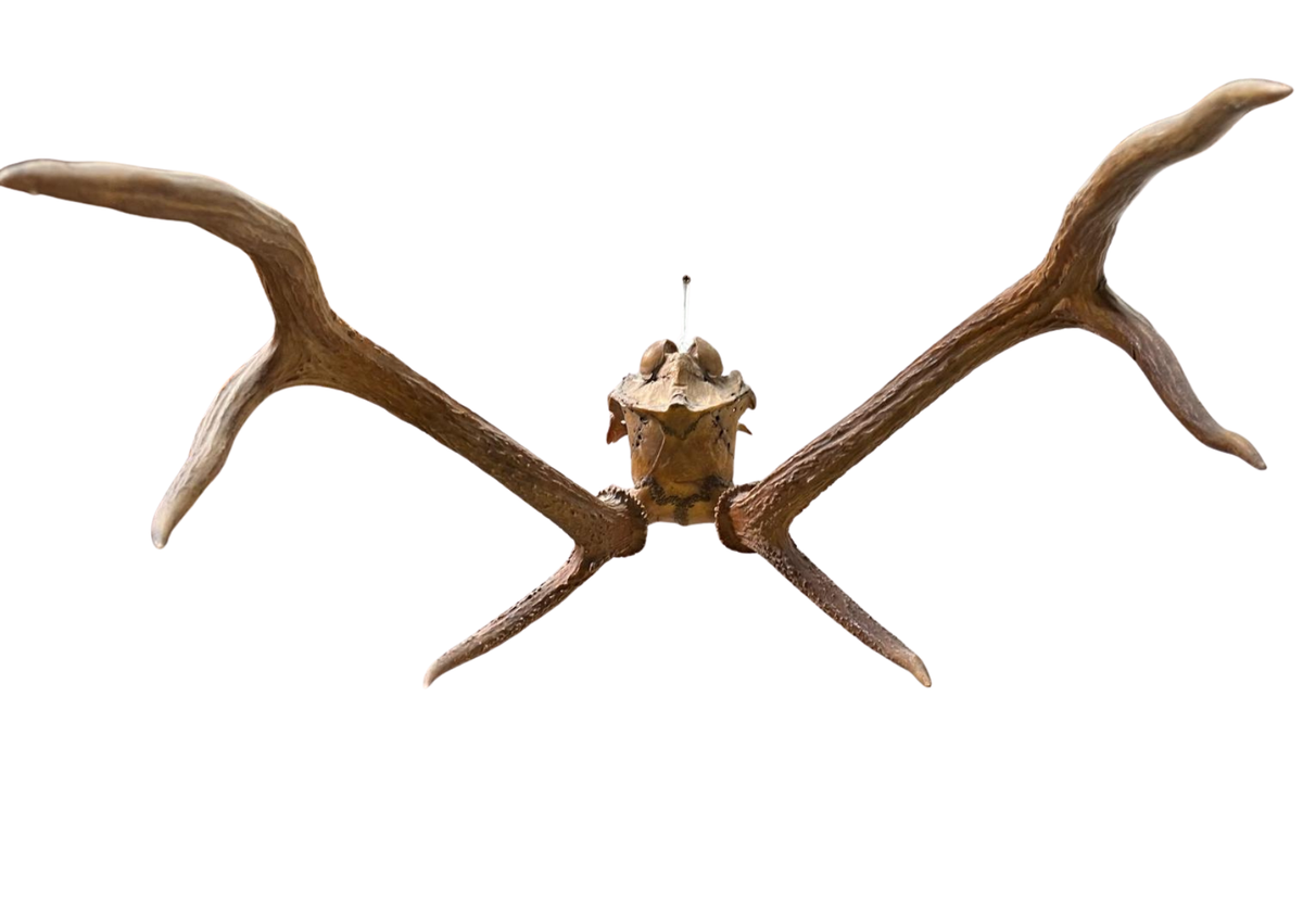 Bois de cerf