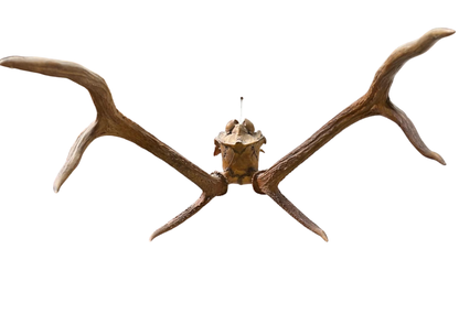 Bois de cerf