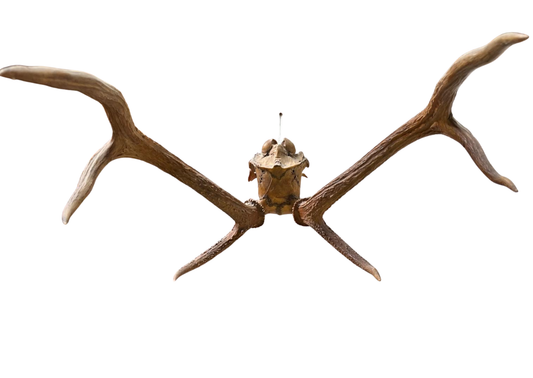 Bois de cerf