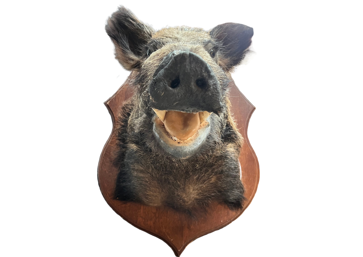 Sanglier