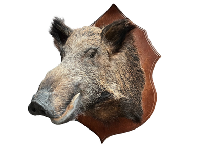 Sanglier