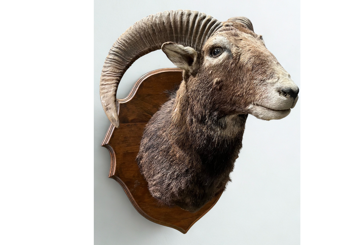 Mouflon