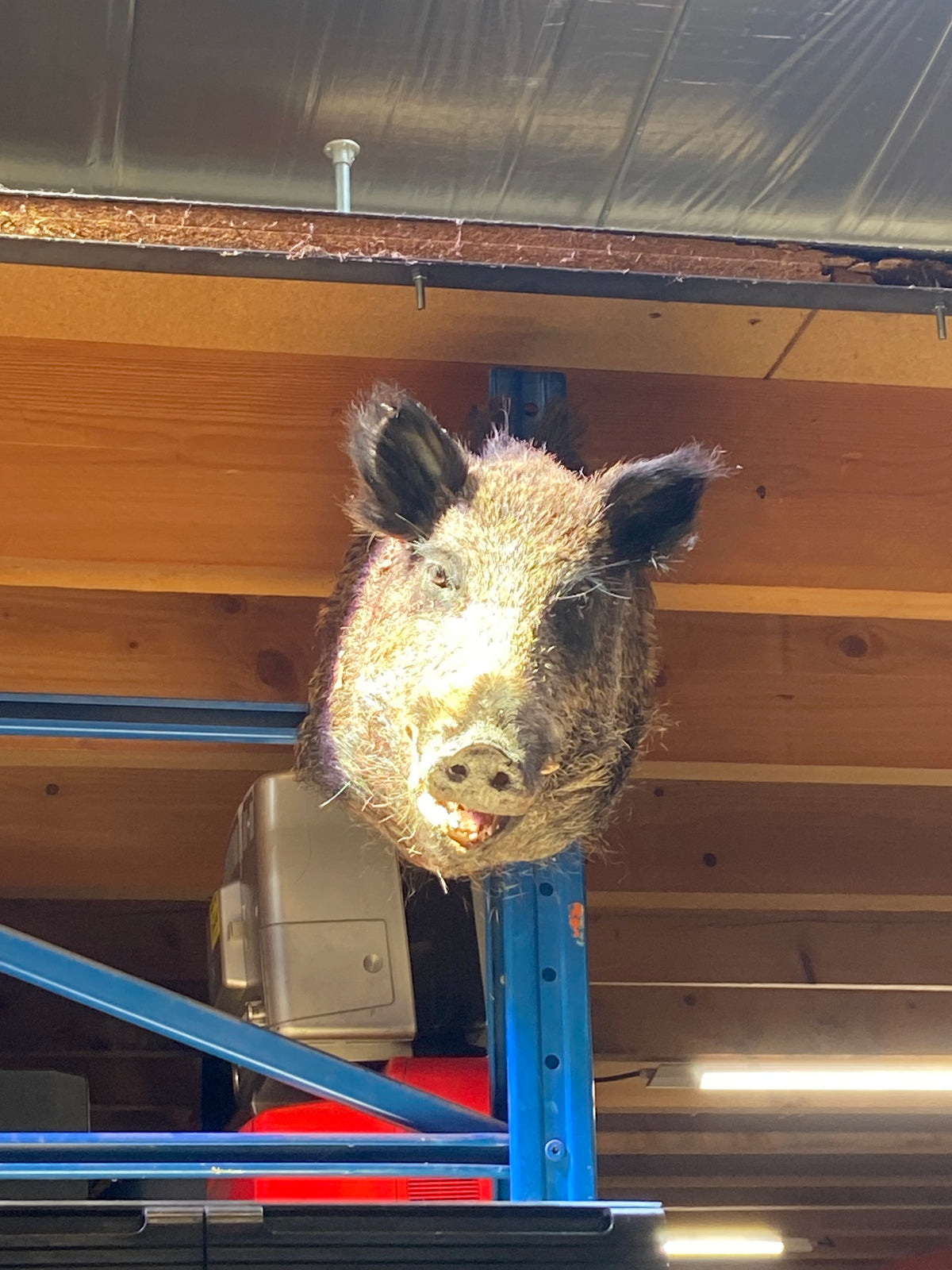 Tête de Sanglier taxidermisé #1