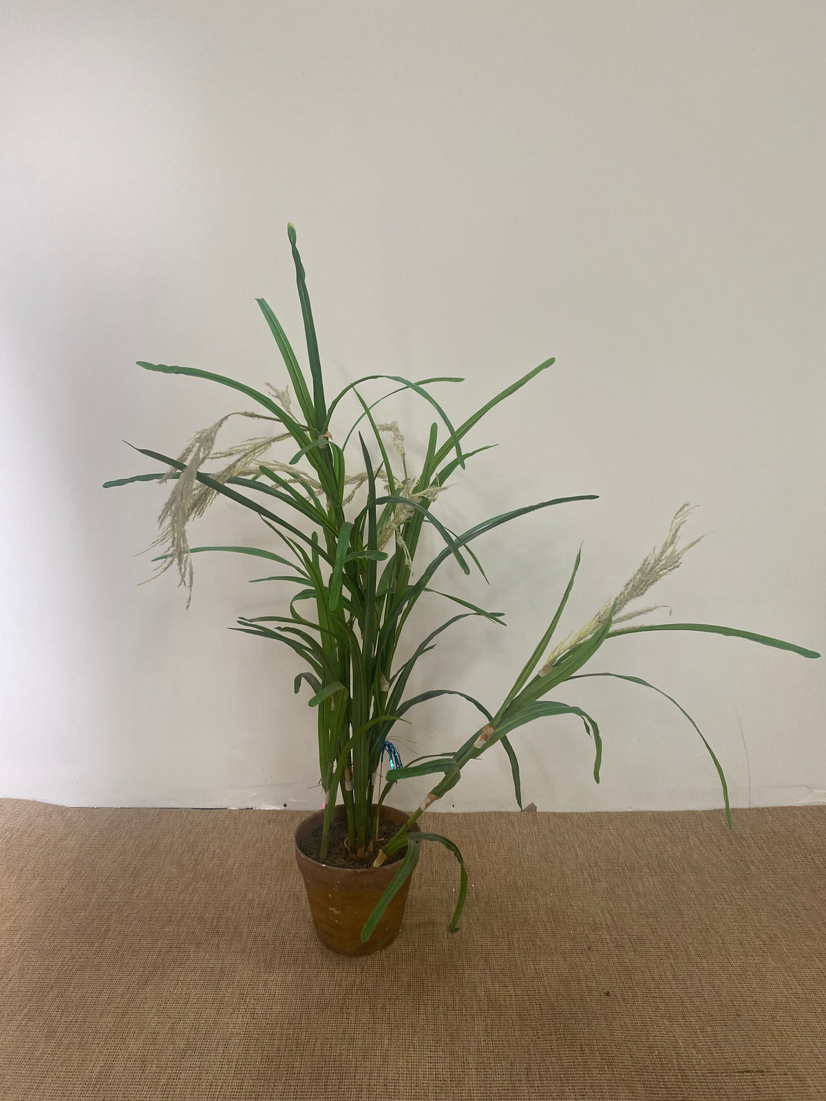 Plante - Plastique - pot