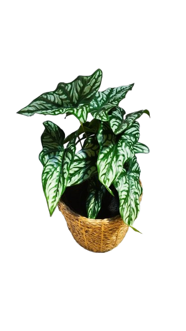 Fausse plante - Caladium