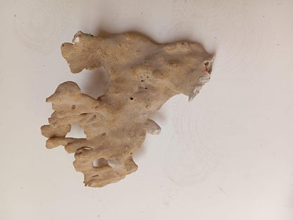 Corail/ algues