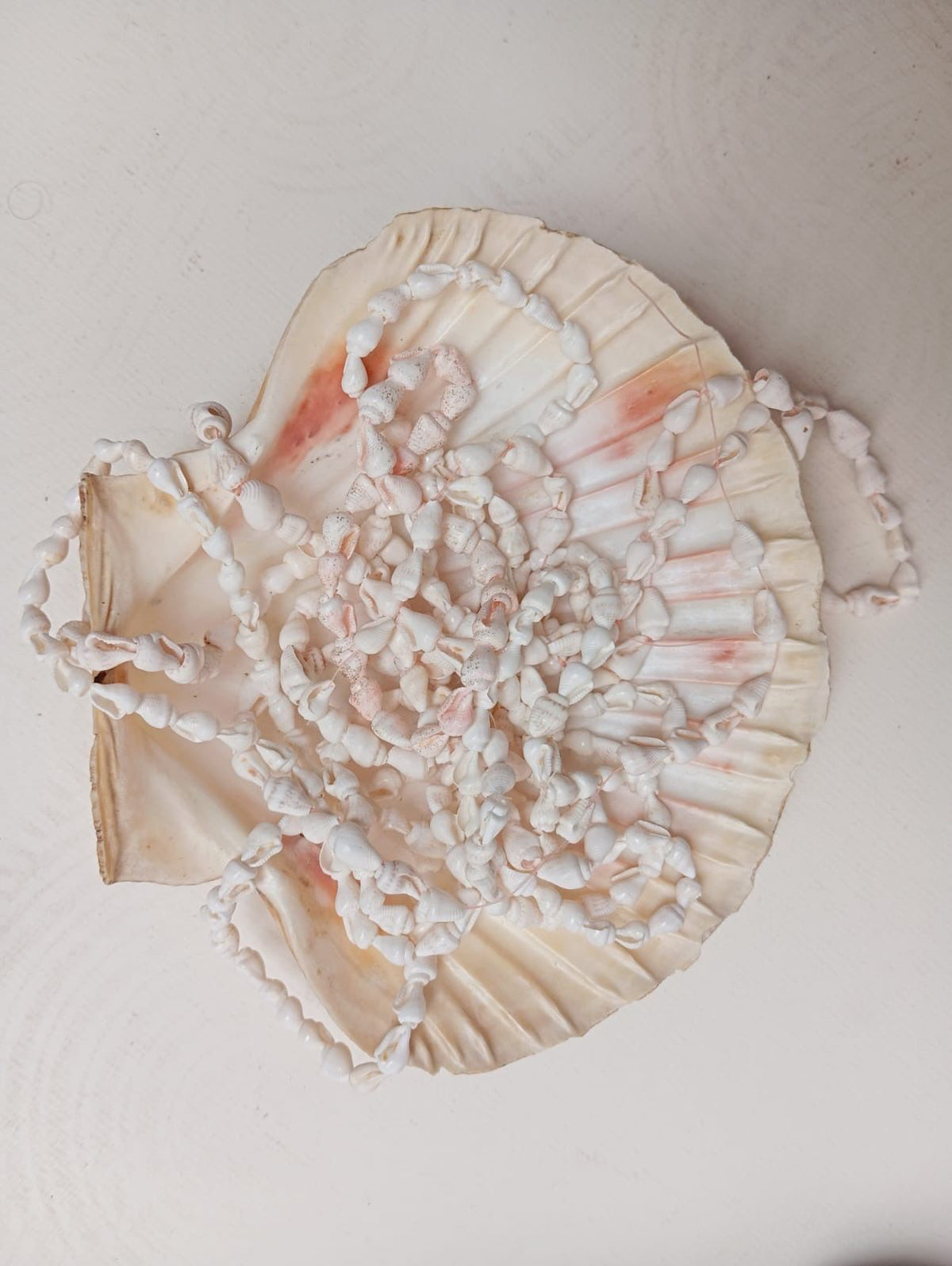 Coquillage
