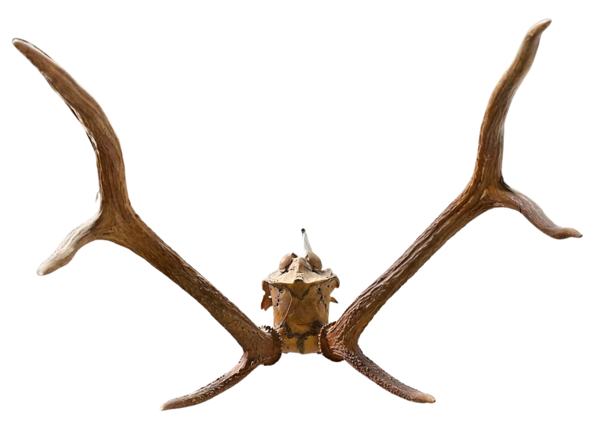 Bois de cerf