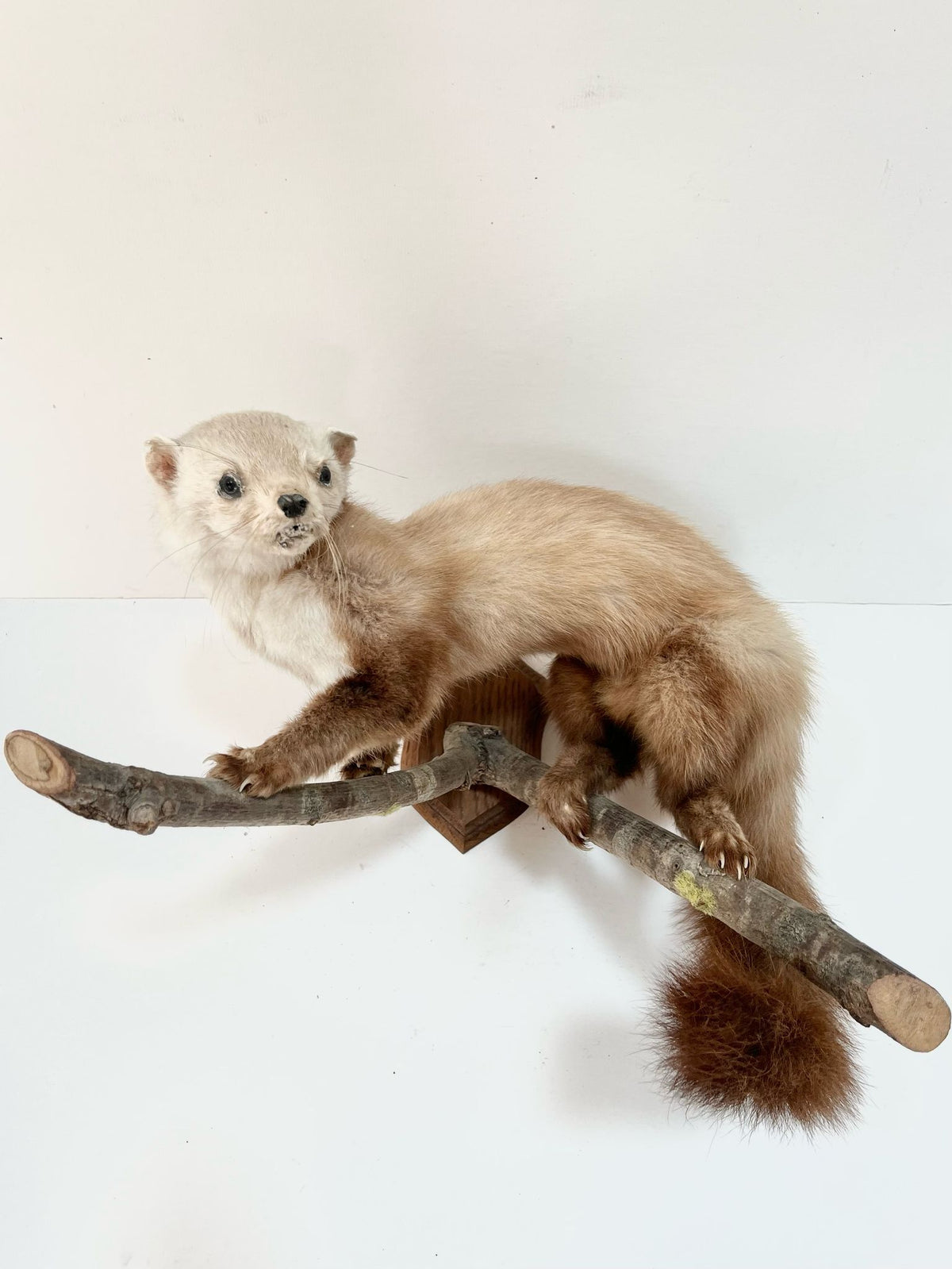 Animaux