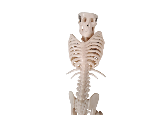 Accessoires halloween