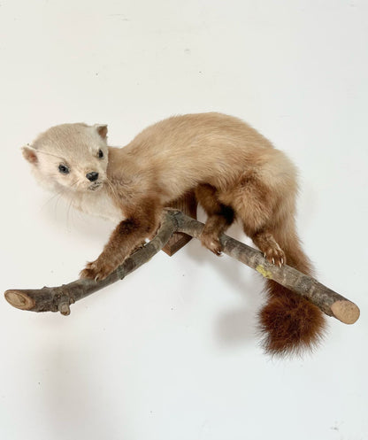 Animaux