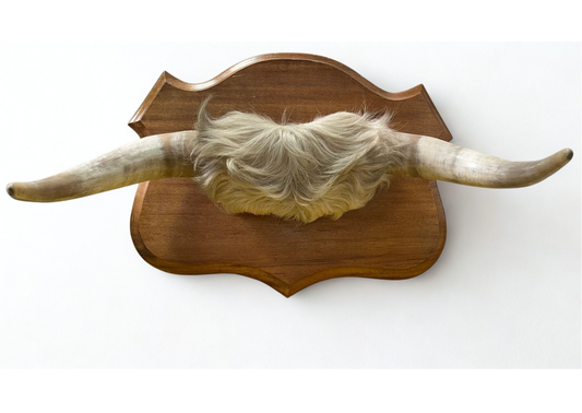Cornes de taureau