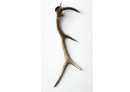 Bois de cerf