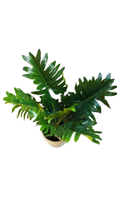 Fausse plante - Philodedron