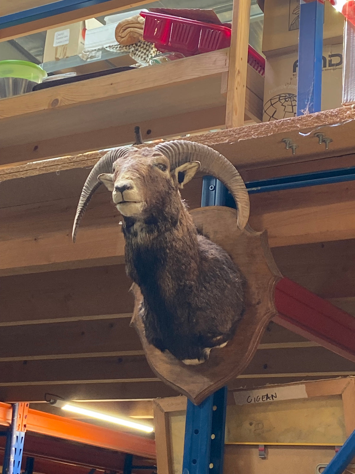 Tête de bouc taxidermisé